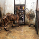 Illustration for article titled Zoo of Death hits new low point – hangs lion